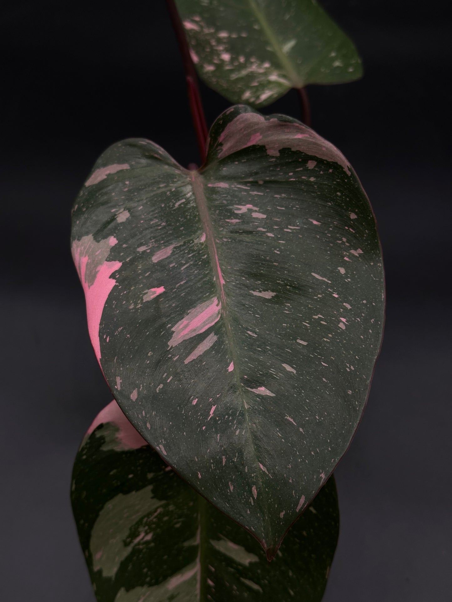 Philodendon sp. 'Cotton Candy' with bright pink variegation, close-up of its leaf, showcased in a well-rooted 4-inch pot from Next World Exotics.