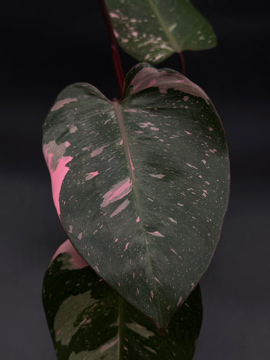 Philodendon sp. 'Cotton Candy' with bright pink variegation, close-up of its leaf, showcased in a well-rooted 4-inch pot from Next World Exotics.