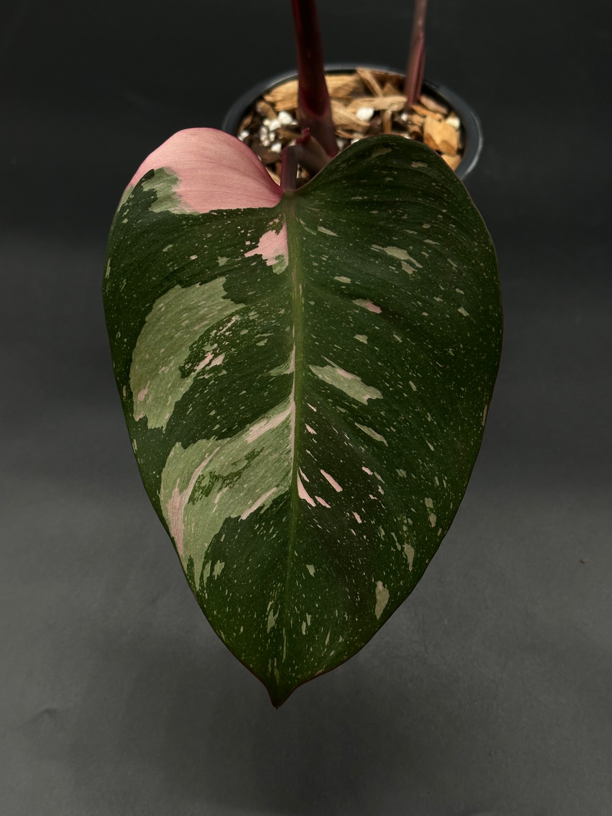 Philodendon sp. 'Cotton Candy' in a 4-inch pot, showcasing its distinctive pink variegated leaves, ideal for rare plant enthusiasts.
