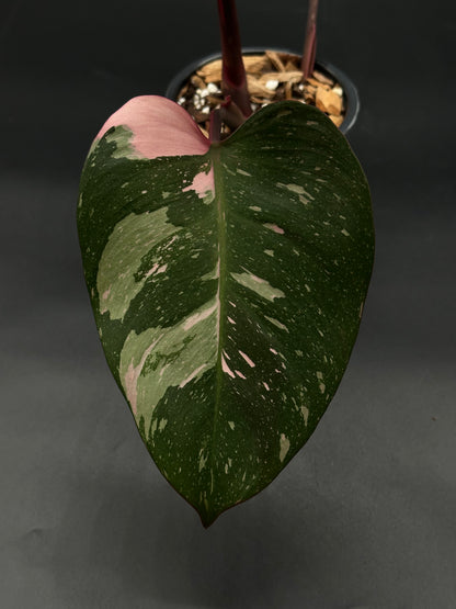 Philodendon sp. 'Cotton Candy' in a 4-inch pot, showcasing its distinctive pink variegated leaves, ideal for rare plant enthusiasts.