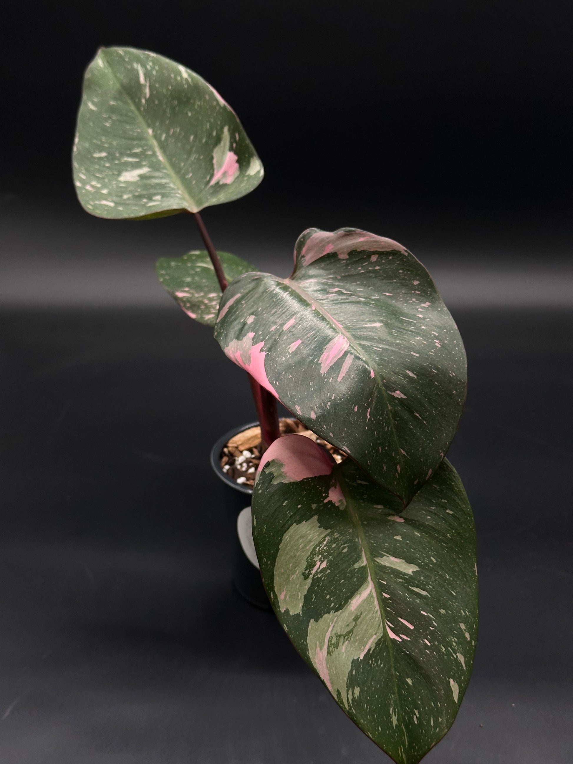 Philodendon sp. 'Cotton Candy' in a 4-inch pot, showcasing vibrant pink variegation and lush green leaves, ideal for tropical plant enthusiasts.