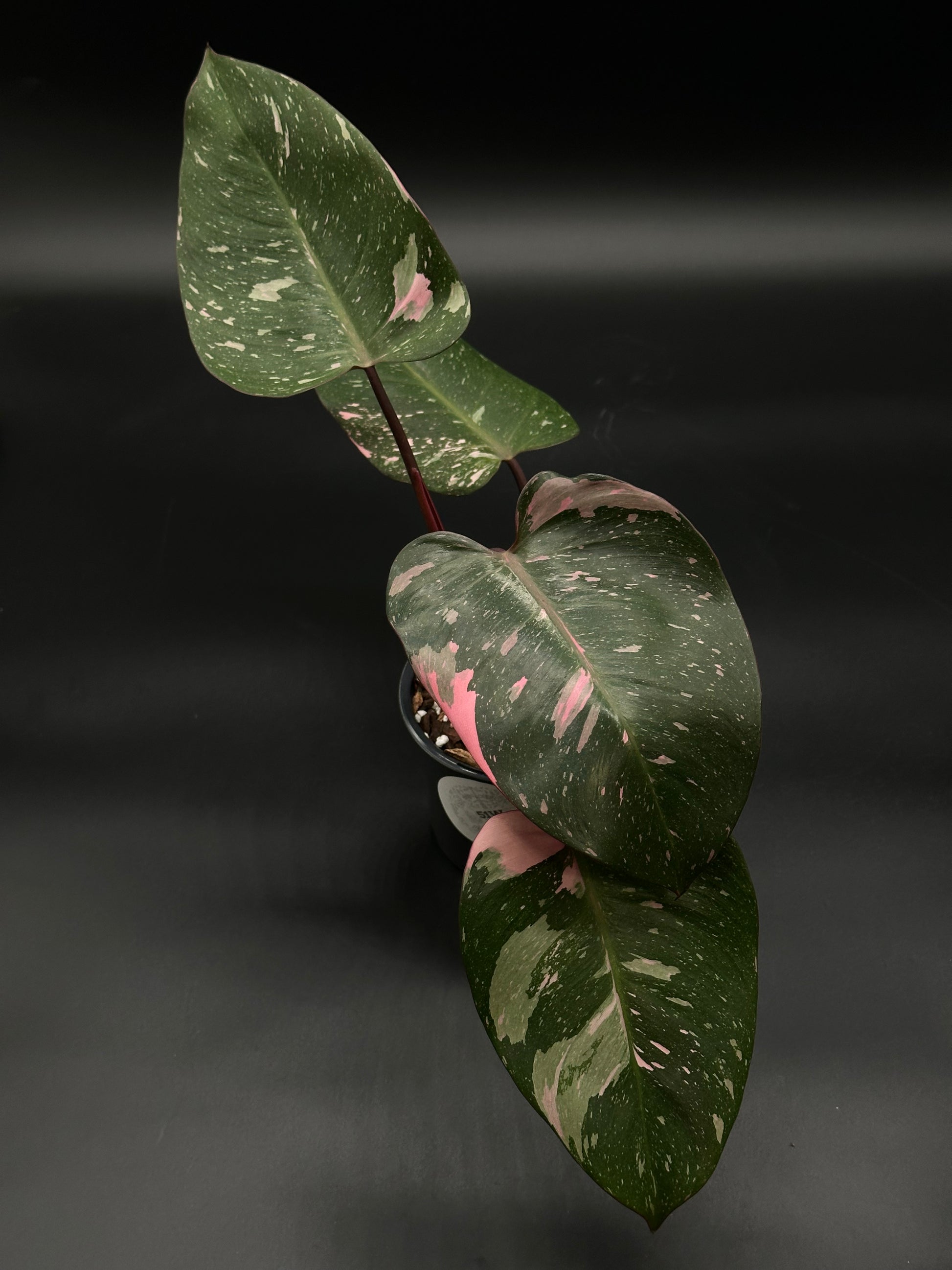 Philodendon sp. 'Cotton Candy' in a 4-inch pot, showcasing vibrant pink variegation and lush green leaves, ideal for tropical plant enthusiasts.