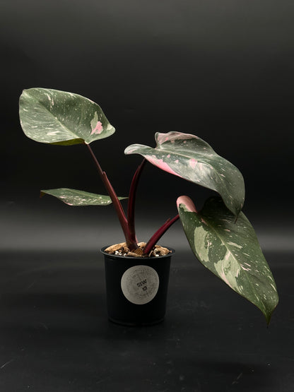 Philodendon sp. 'Cotton Candy' with bright pink variegation, well-rooted in a 4-inch pot, showcasing its lush foliage, ideal for exotic plant enthusiasts.