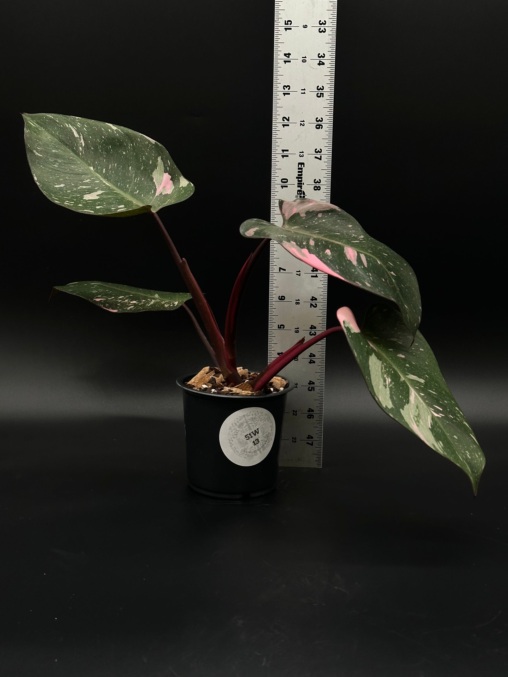 Philodendon sp. 'Cotton Candy' with bright pink variegation, shown in a 4-inch pot alongside a ruler for scale, highlighting its well-rooted structure.
