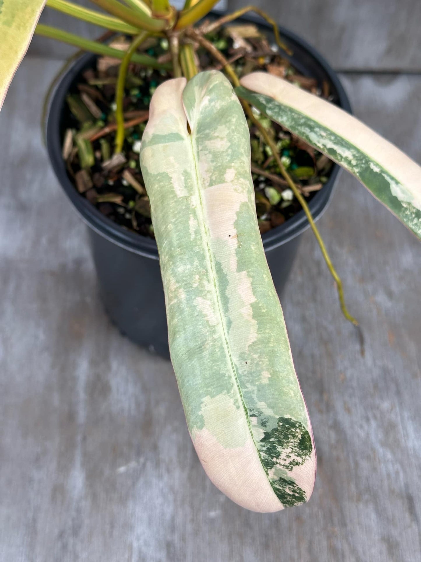 Philodendron Atabapoense Variegated (PA1) 🌱 in a 4-inch pot with 8 elongated leaves, showcasing early mature leaf characteristics.