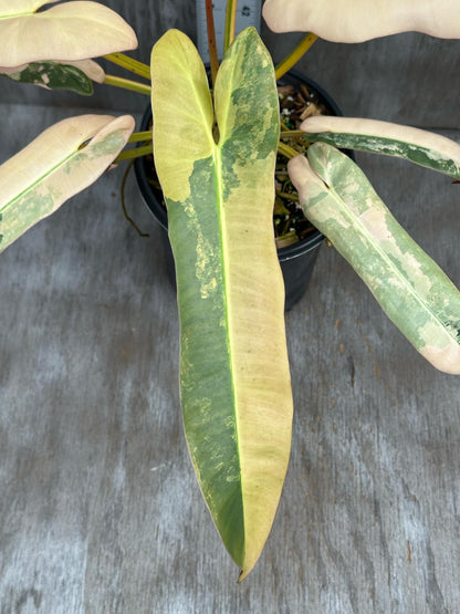 Philodendron Atabapoense Variegated (PA1) 🌱 in a 4-inch pot, displaying elongated, arrow-shaped leaves with a glossy texture and distinct variegation.