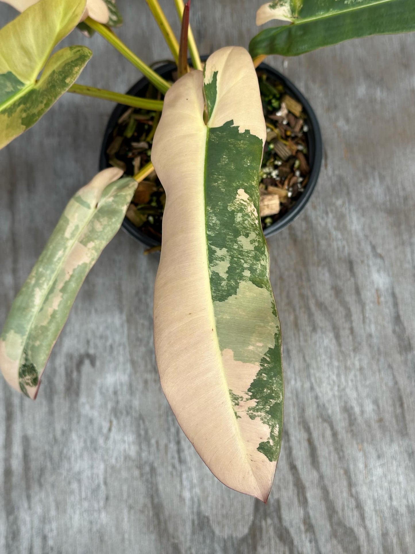 Philodendron Atabapoense Variegated (PA1) 🌱 in a 4-inch pot, showcasing 8 elongated, mature leaves with distinctive textures, perfect for plant enthusiasts.