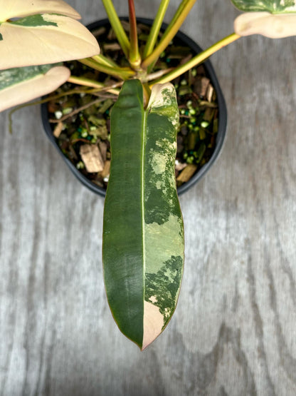 Philodendron Atabapoense Variegated (PA1) 🌱 in a 4-inch pot, showcasing elongated, glossy leaves with a distinctive texture, perfect for plant enthusiasts.