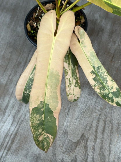 Philodendron Atabapoense Variegated (PA1) 🌱 in a 4-inch pot, showcasing 8 elongated, arrow-shaped leaves with a glossy texture.