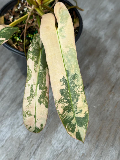 Philodendron Atabapoense Variegated (PA1) 🌱 in a 4-inch pot featuring eight elongated, high-color leaves with a glossy, smooth texture.