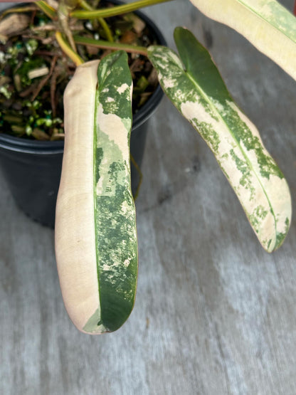 Philodendron Atabapoense Variegated (PA1) 🌱, close-up of elongated, arrow-shaped leaves in a 4-inch pot, showcasing high color and mature leaf characteristics.