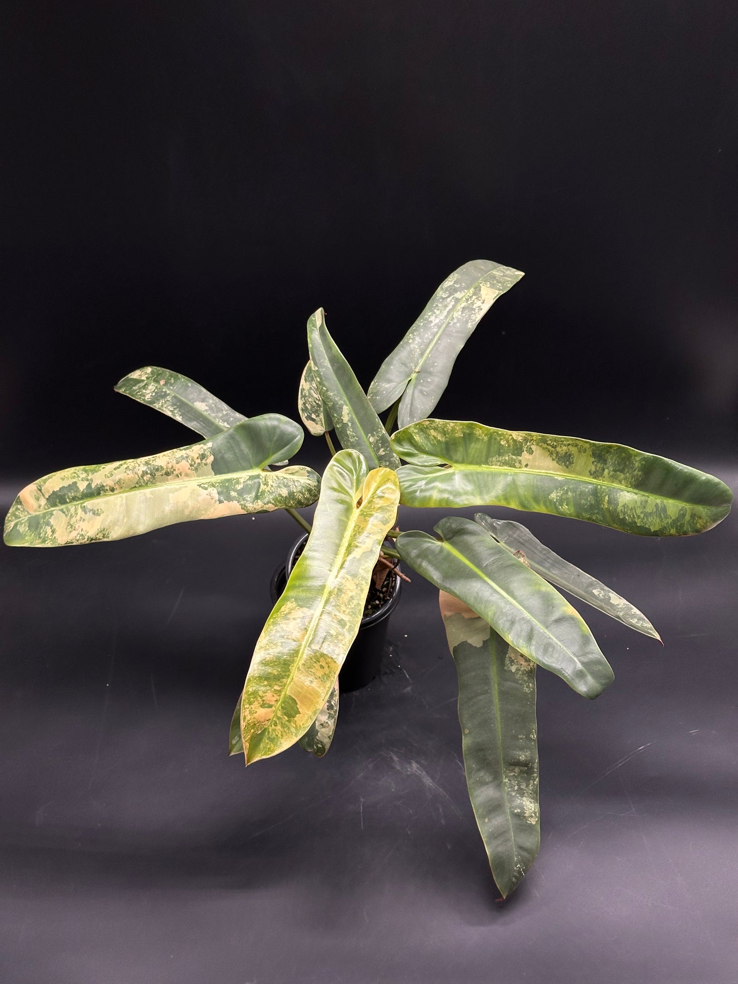 Philodendron Atabapoense Variegated Pink in a black pot, featuring long, narrow leaves with cream and green marbling, set against a dark background.