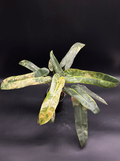 Philodendron Atabapoense Variegated Pink in a black pot, featuring long, narrow leaves with cream and green marbling, set against a dark background.