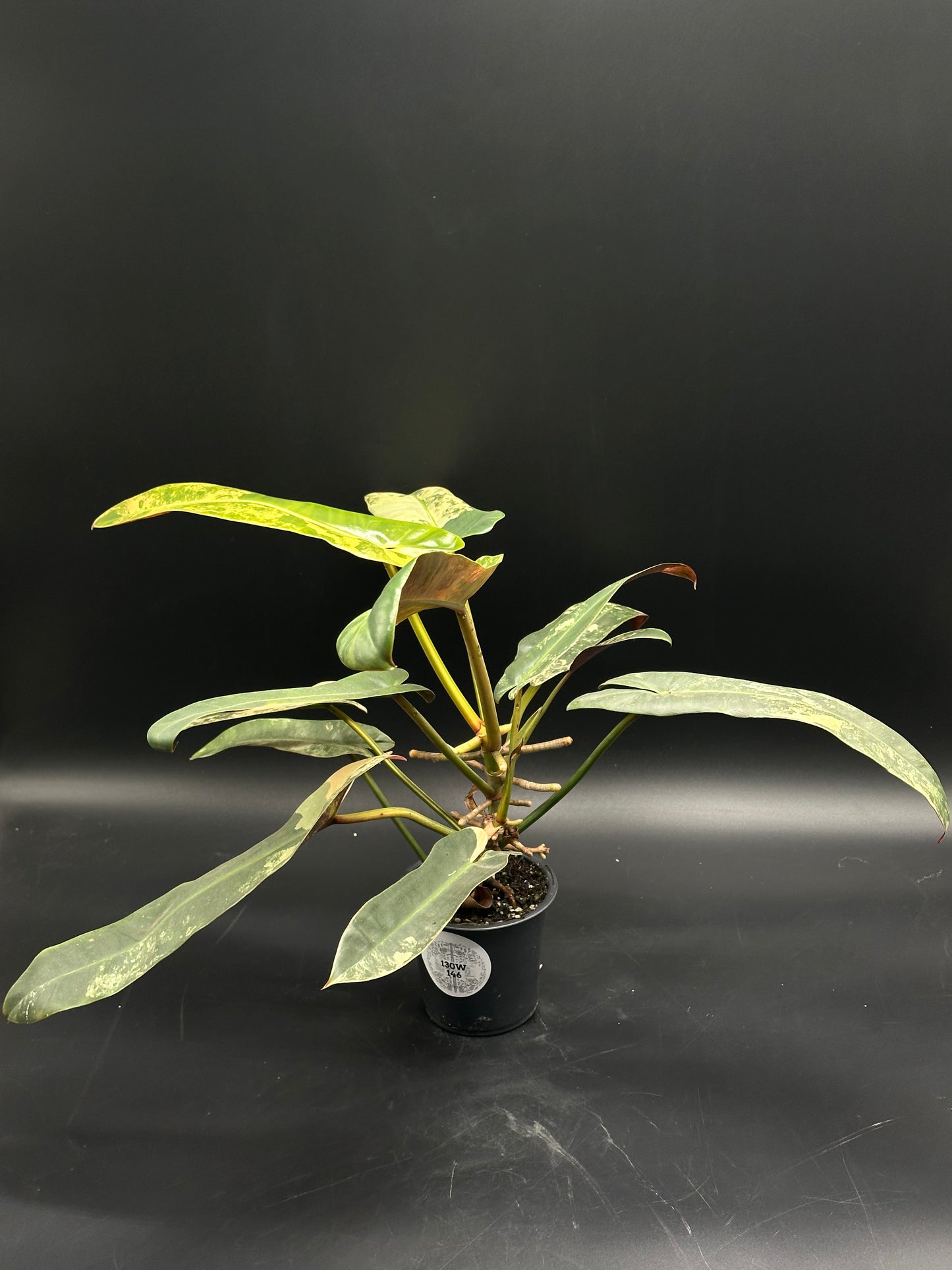 Philodendron Atabapoense Variegated Pink in a black pot, showcasing elongated lance-shaped leaves with mid-green and lighter variegated patterns.