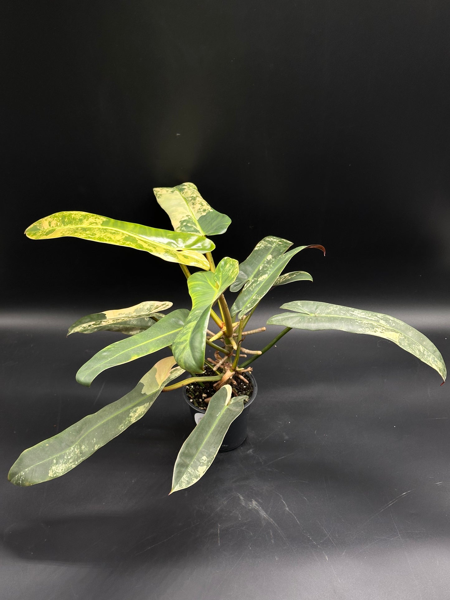 Philodendron Atabapoense Variegated Pink in a black pot, showcasing its elongated green leaves with cream-to-yellow splashes and a glossy texture.