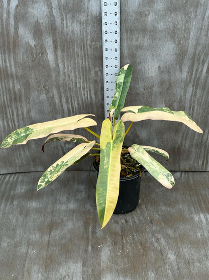 Philodendron Atabapoense Variegated (PA1) 🌱 in a 4-inch pot, showcasing 8 elongated leaves with distinct variegation and a glossy texture.