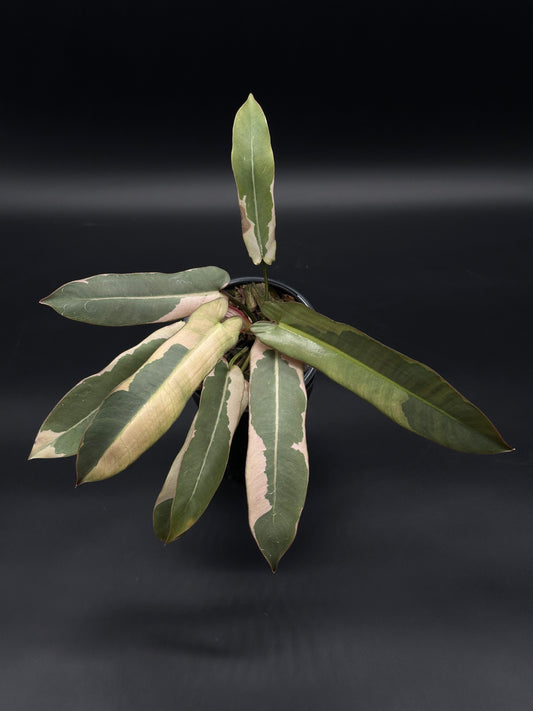 Philodendron Atabapoense Variegated White (508W31) with elongated, arrow-shaped leaves in a 4-inch pot, showcasing its striking tropical foliage.
