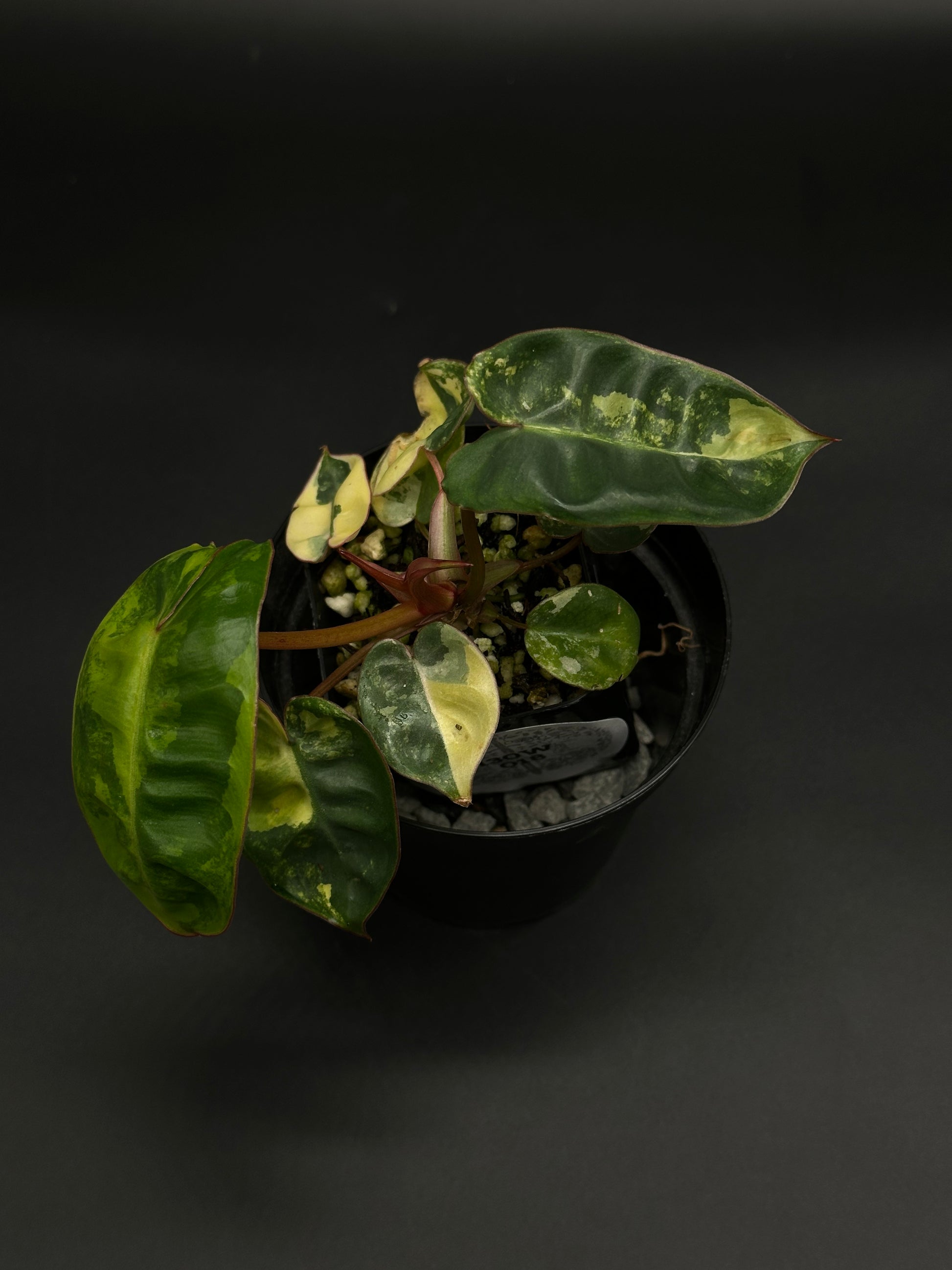 Philodendron Billietiae Variegated (130W018) – Next World Exotics