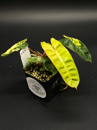 Philodendron Billietiae Variegated (130W037) in a 2.25-inch pot, featuring vibrant chartreuse-yellow leaves with dark green edges and pink-tinted stems.