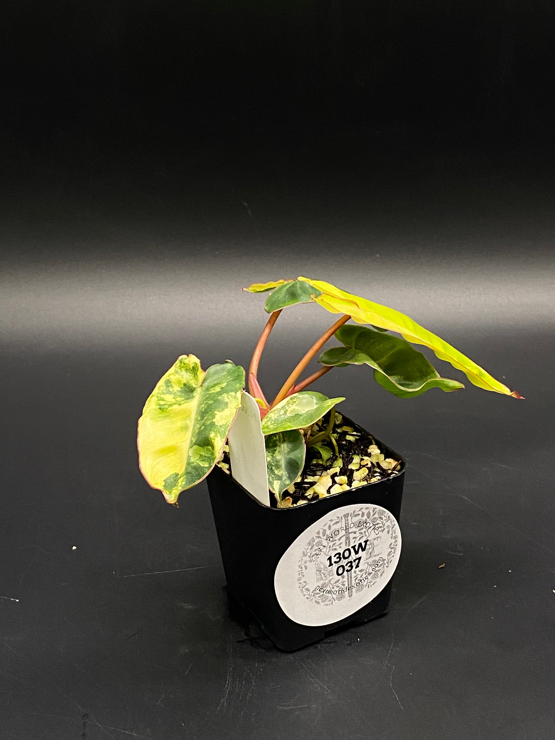 Philodendron Billietiae Variegated (130W037) in a 2.25-inch black pot, featuring green and yellow variegated leaves with pinkish petioles, atop pebble-covered soil.
