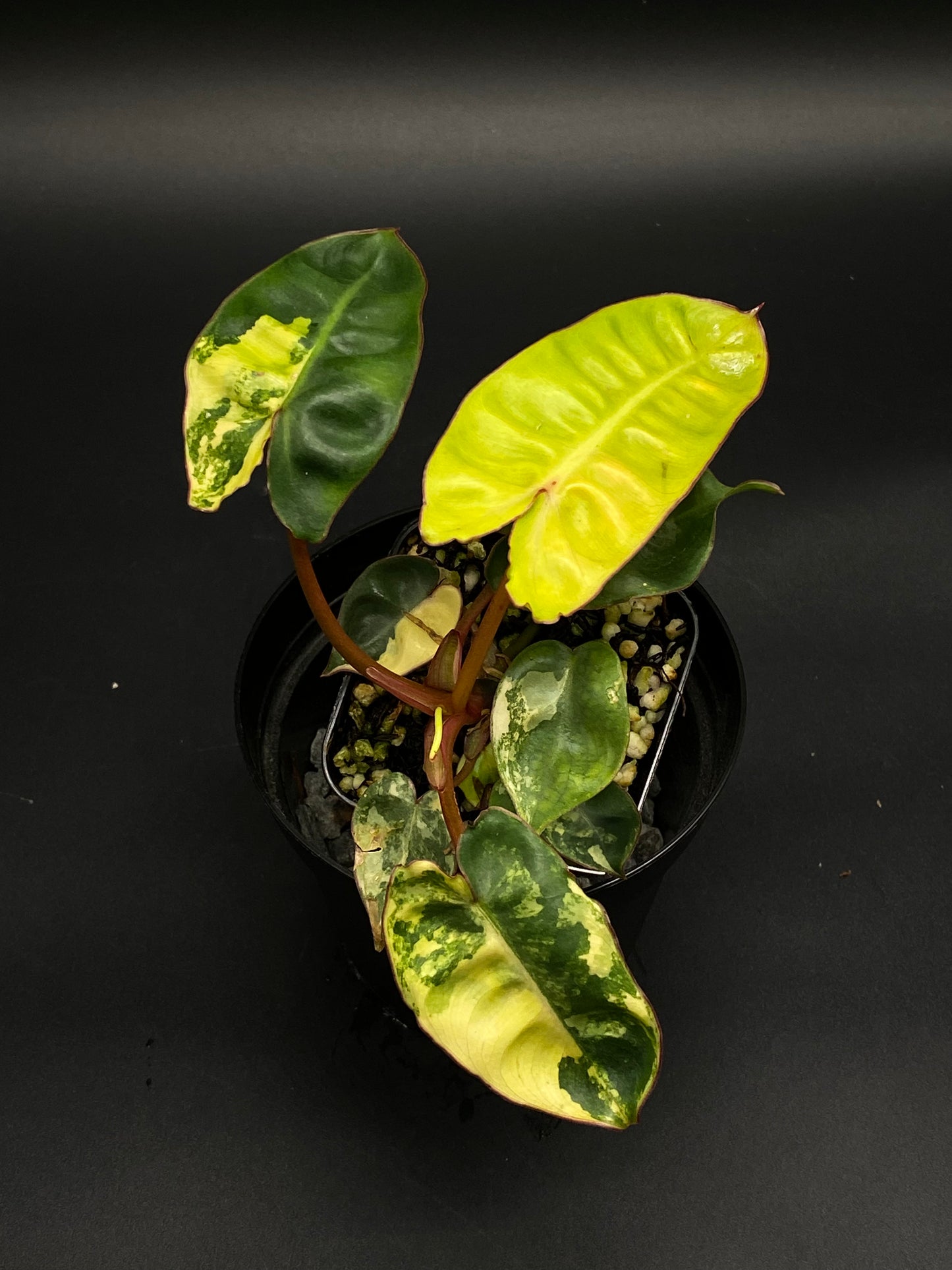 Philodendron Billietiae Variegated (130W037) in a 2.25-inch black pot, showcasing green-and-yellow mottled leaves and reddish petioles, ideal for exotic plant enthusiasts.