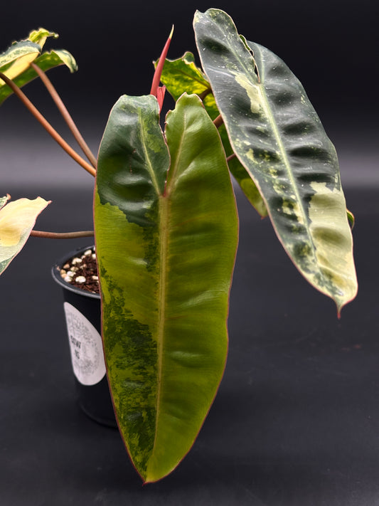Philodendron Billietiae Variegated in a 4-inch pot, showcasing large, uniquely variegated leaves ideal for exotic houseplant collections.
