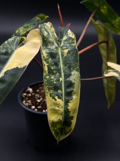Philodendron Billietiae Variegated (51W15) in 4-inch pot, showcasing its distinctive green and yellow variegated leaves, ideal for exotic plant enthusiasts.