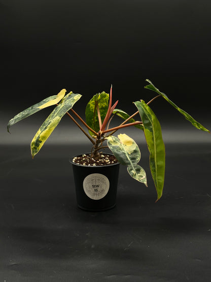 Philodendron Billietiae Variegated in a 4-inch pot, showcasing distinct foliage with a circular label, ideal for exotic plant enthusiasts from Next World Exotics.
