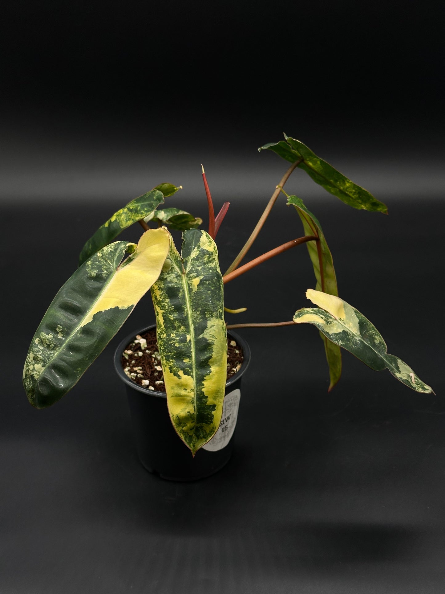 Philodendron Billietiae Variegated in a 4-inch pot, showcasing vibrant green and yellow variegated leaves, ideal for exotic houseplant enthusiasts.