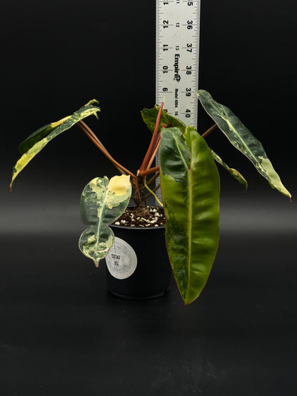 Philodendron Billietiae Variegated in a 4-inch pot with a ruler for scale, showcasing its unique variegated leaves. Ideal for exotic houseplant enthusiasts.