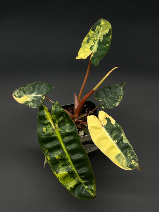 Philodendron Billietiae Variegated growing in a 4-inch pot, featured by Next World Exotics, known for rare variegated tropical houseplants.