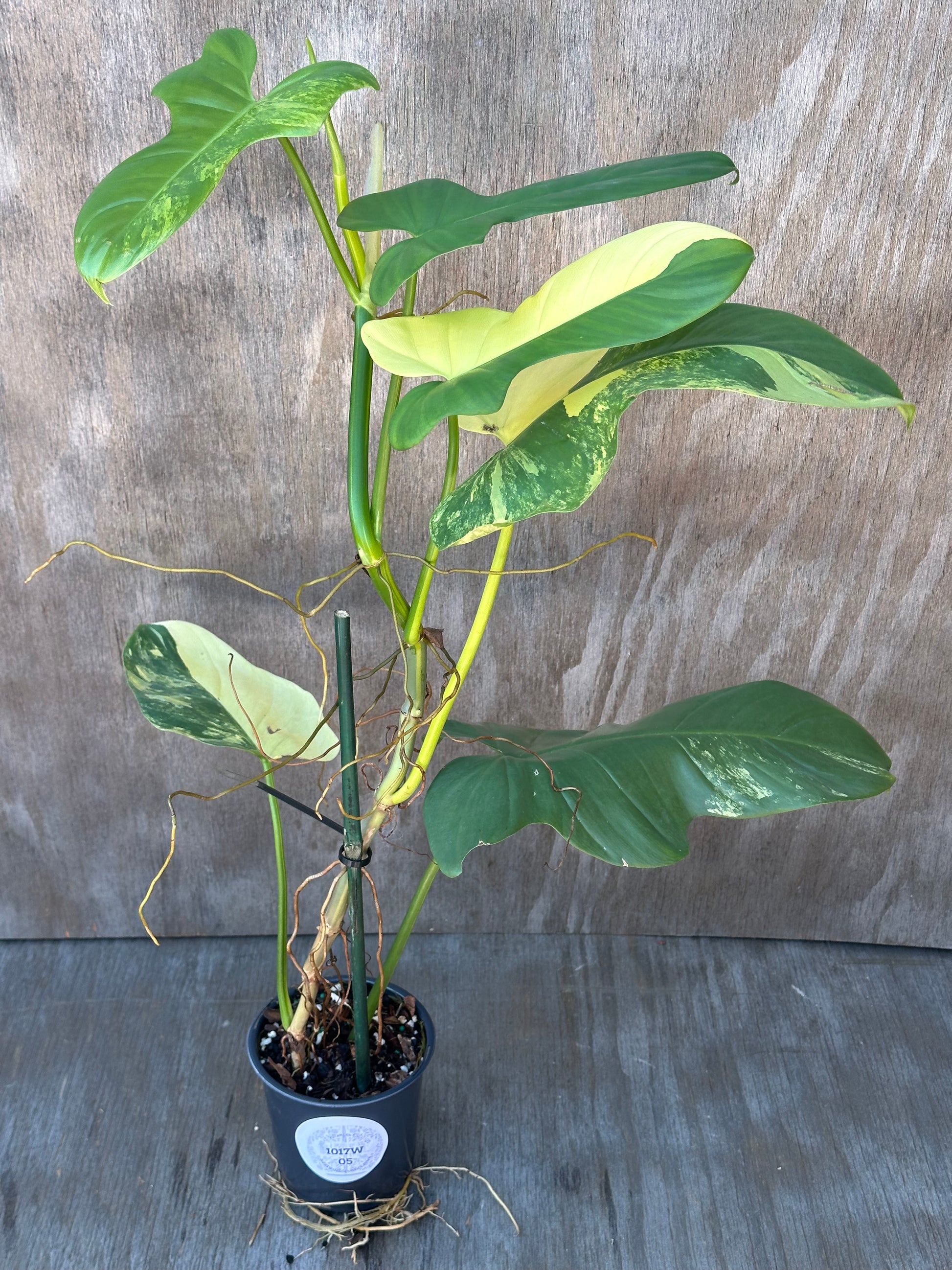 Philodendron Bipennifolium Variegated (1017W05) with long stems and variegated leaves in a 4-inch pot, showcased as a rare houseplant by Next World Exotics.