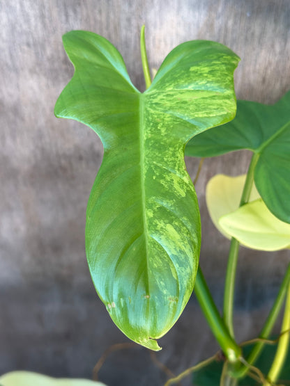 Philodendron Bipennifolium Variegated in a 4-inch pot, showcasing vibrant, detailed leaves, ideal for exotic plant collectors and enthusiasts from Next World Exotics.