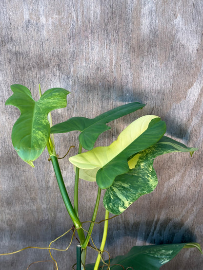 Philodendron Bipennifolium Variegated staked in a 4-inch pot, showcasing large, intricately patterned leaves, ideal for rare tropical houseplant enthusiasts.