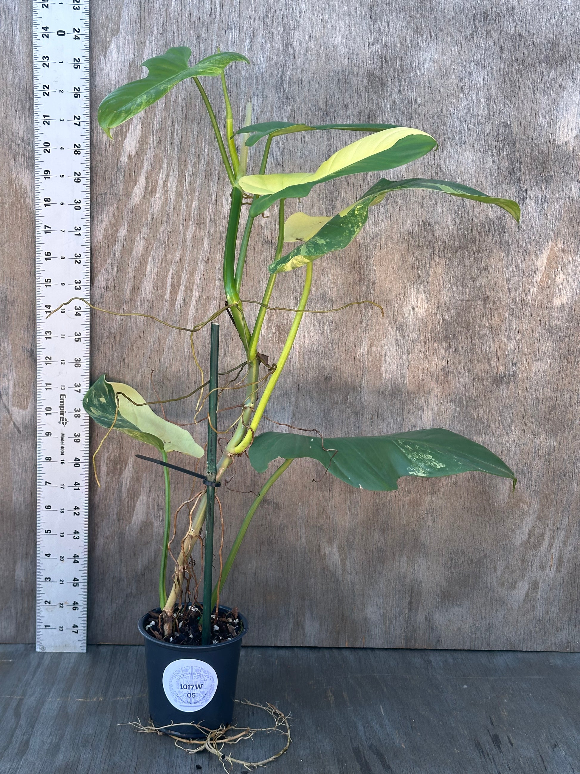 Philodendron Bipennifolium Variegated (1017W05) in a 4-inch pot, featuring long, variegated leaves, staked for support, with a measuring stick beside it.