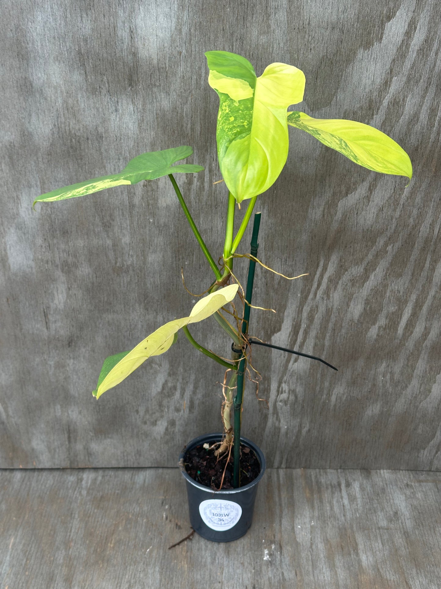 Philodendron Bipennifolium Variegated (1031W34) staked in a 4-inch pot, showcasing lush variegated leaves, perfect for exotic houseplant collectors.