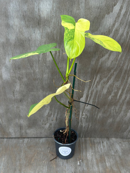 Philodendron Bipennifolium Variegated (1031W34) staked in a 4-inch pot, showcasing lush variegated leaves, perfect for exotic houseplant collectors.