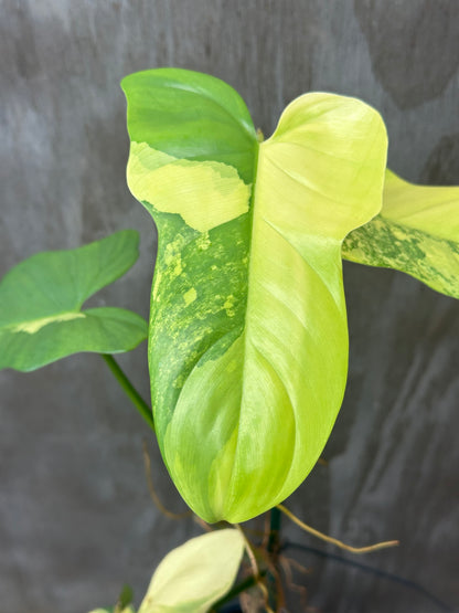 Philodendron Bipennifolium Variegated close-up, showcasing large, intricate leaves in a 4-inch pot, staked for support. Perfect for exotic plant enthusiasts.