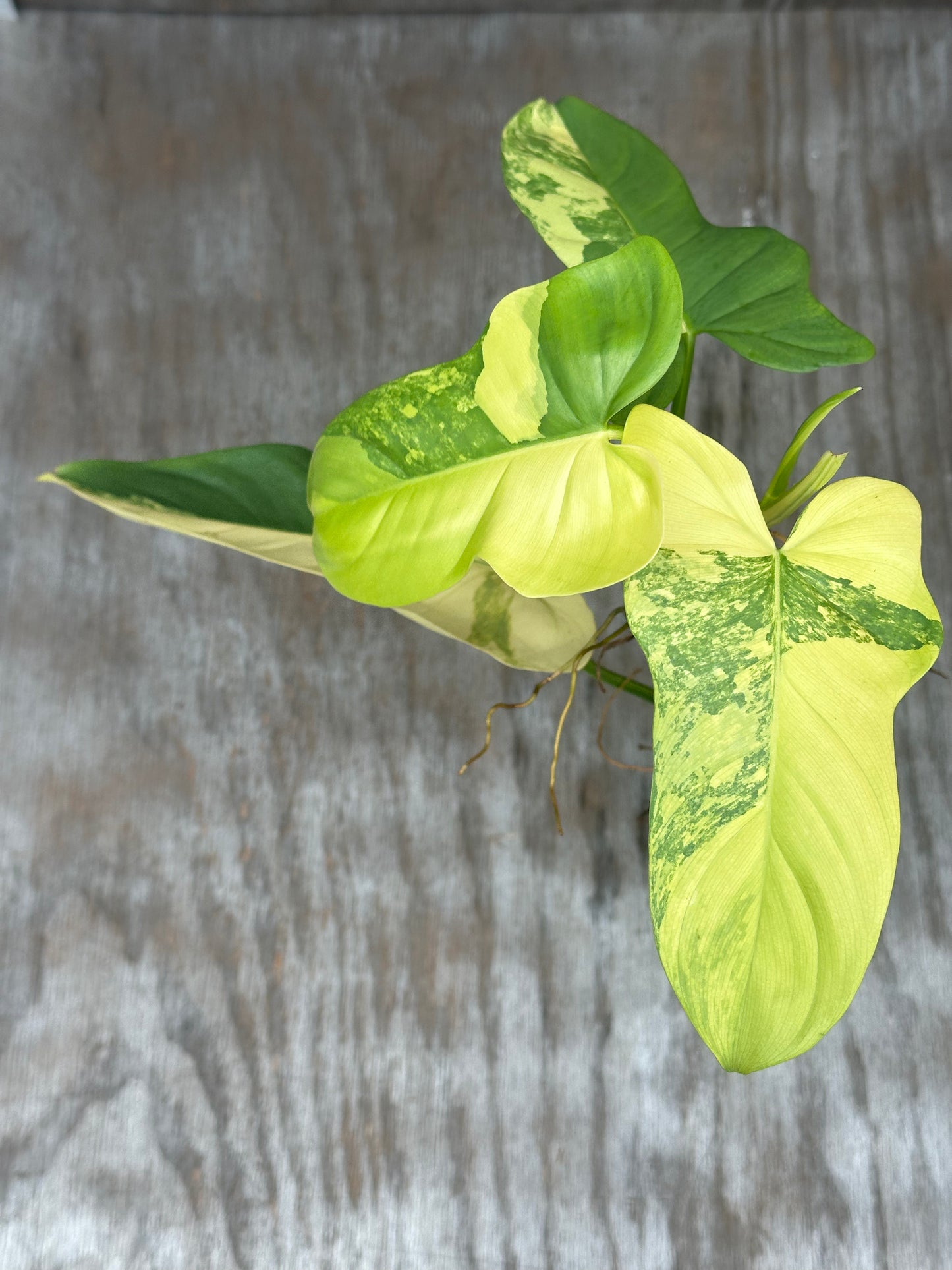 Philodendron Bipennifolium Variegated staked in a 4-inch pot, showcasing large green and yellow leaves, ideal for exotic houseplant collectors.