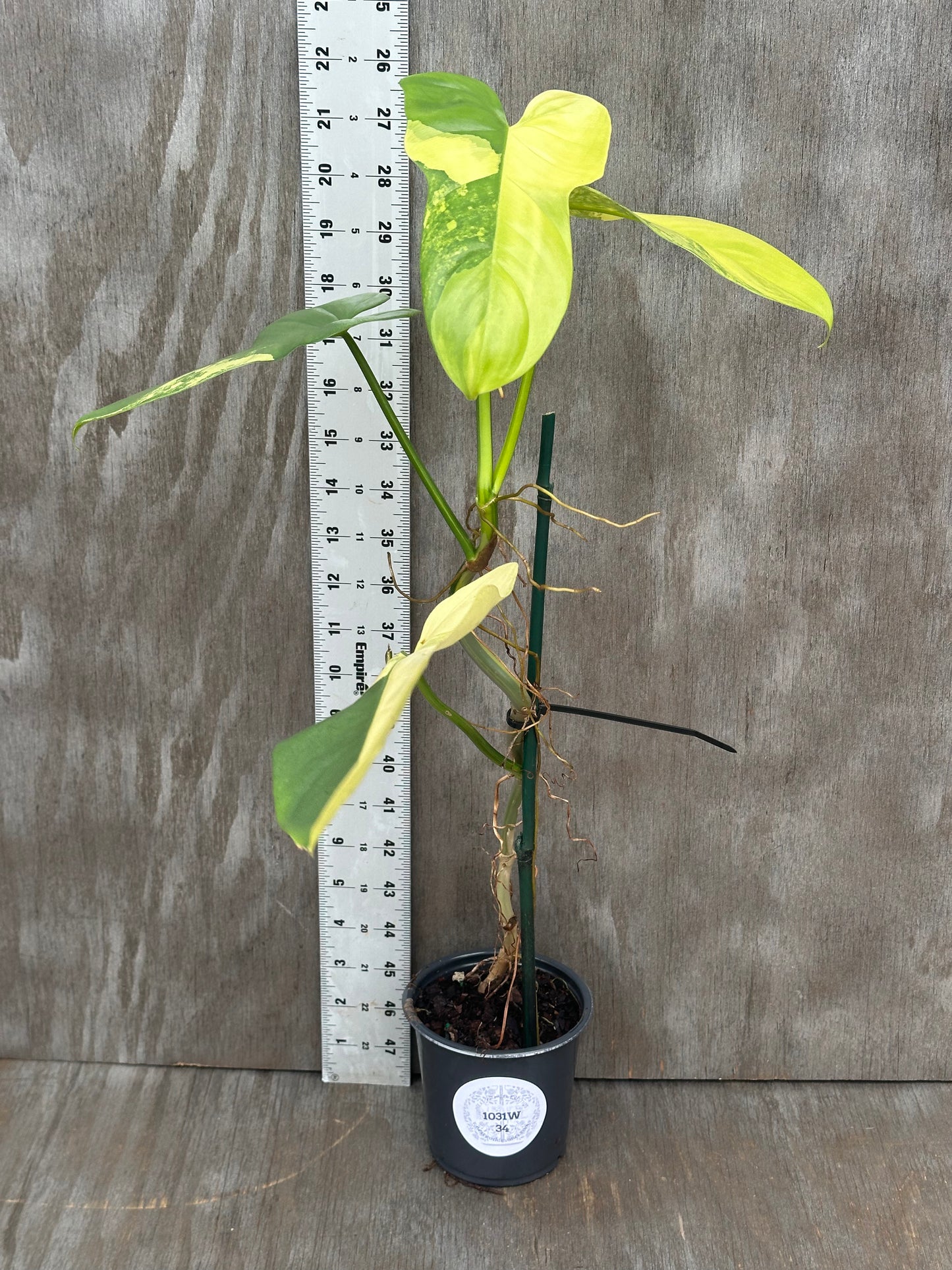 Philodendron Bipennifolium Variegated (1031W34) in a 4-inch pot, shown with a ruler for scale, highlighting its large variegated leaves and sturdy stem.