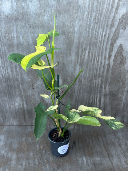 Philodendron Bipennifolium Variegated in a pot, showcasing large, uniquely shaped leaves; perfect for exotic houseplant collections.