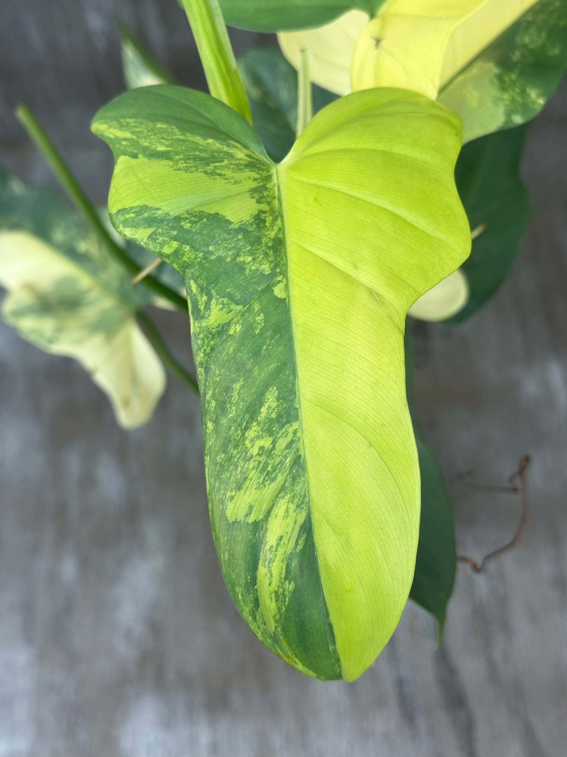 Close-up of a Philodendron Bipennifolium Variegated leaf, showcasing its unique variegation patterns.