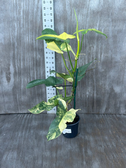 Philodendron Bipennifolium Variegated (103W06) in a pot, showcasing green and white variegated leaves, displayed on a wooden surface.