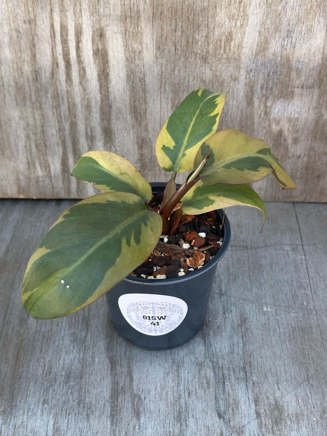 Philodendron 'Black Cardinal' Variegated (PBCV1) in a pot with rocks, featuring green and yellow variegated leaves, and a label.