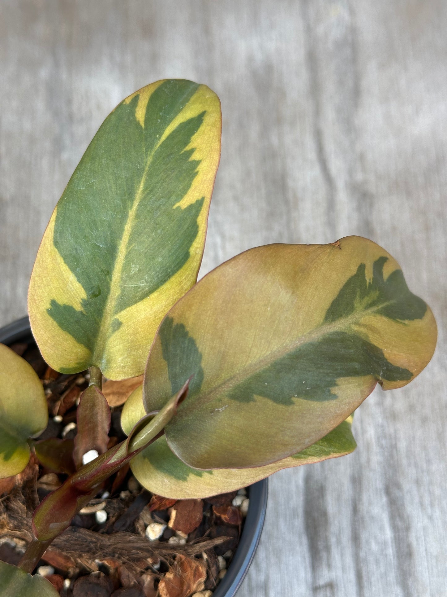 Philodendron Erubescens 'Black Cardinal' Variegated (822W41)