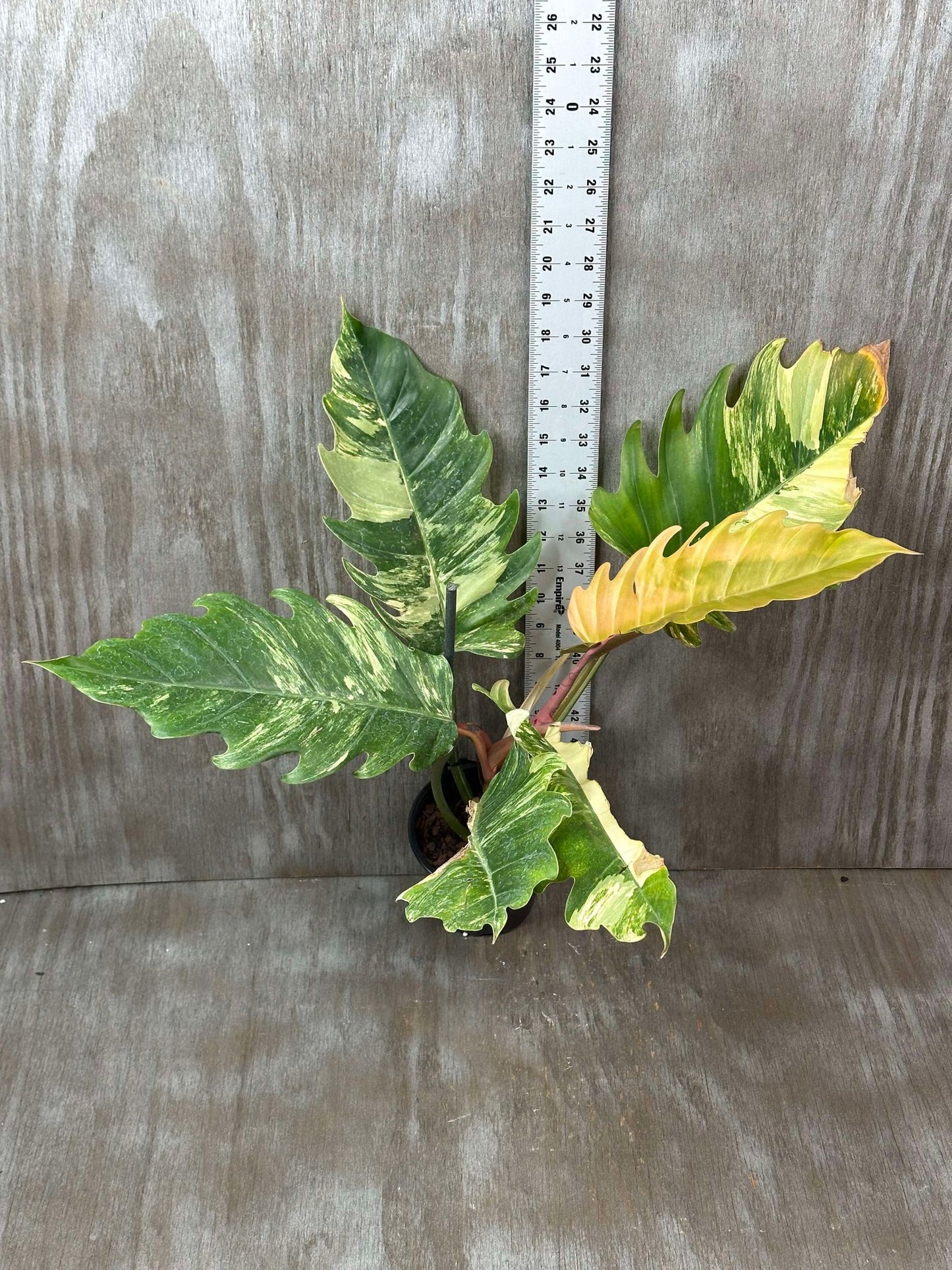 Philodendron Caramel Marble (PCM1) 🌱 with six large, serrated leaves, shown next to a white ruler for size reference, in a 5-inch pot.