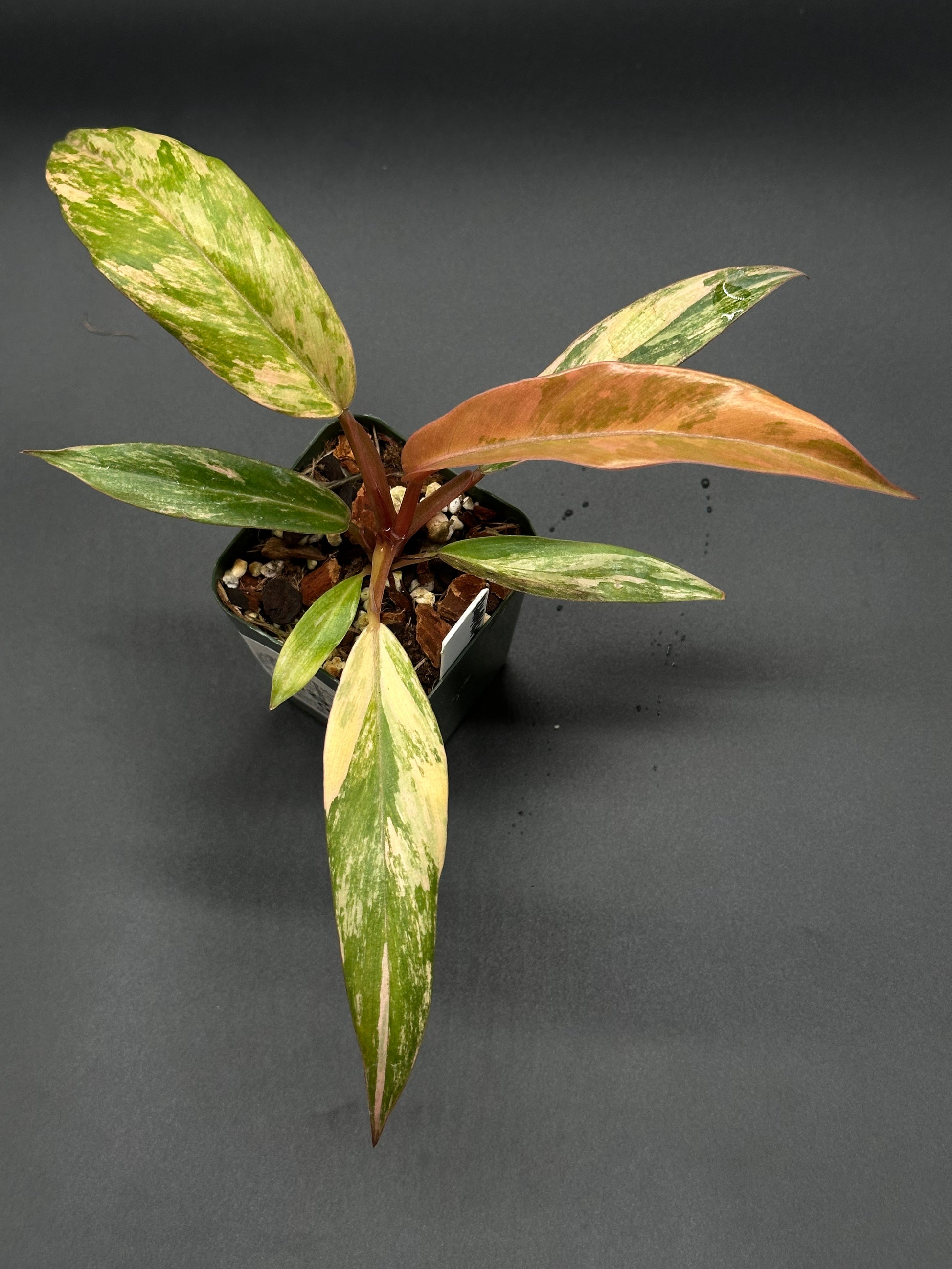 Philodendron 'Caramel Marble' in a small pot, showcasing slender, serrated leaves with unique variegation patterns, transitioning from caramel brown to dark green.