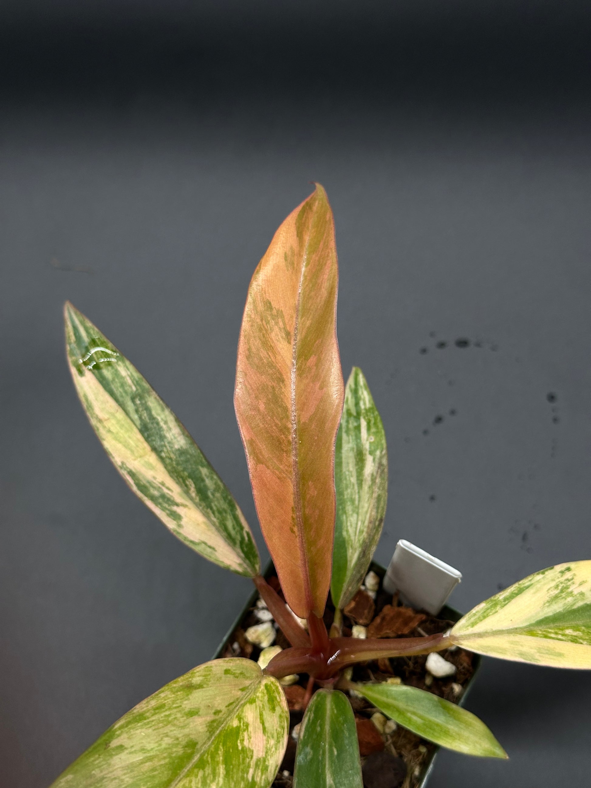 philodendron caramel marble ebay Philodendron 'Caramel Marble' (123W06) – Next World Exotics