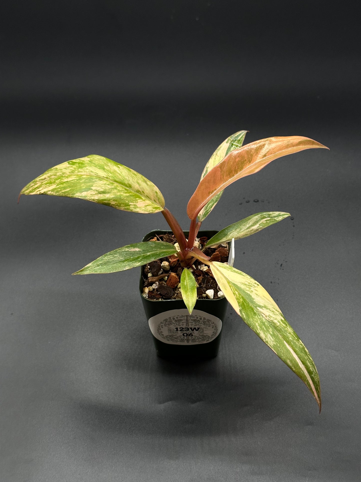 Philodendron 'Caramel Marble' in a 2.5-inch pot, showcasing slender, variegated leaves with serrated edges transitioning from caramel brown to dark green.