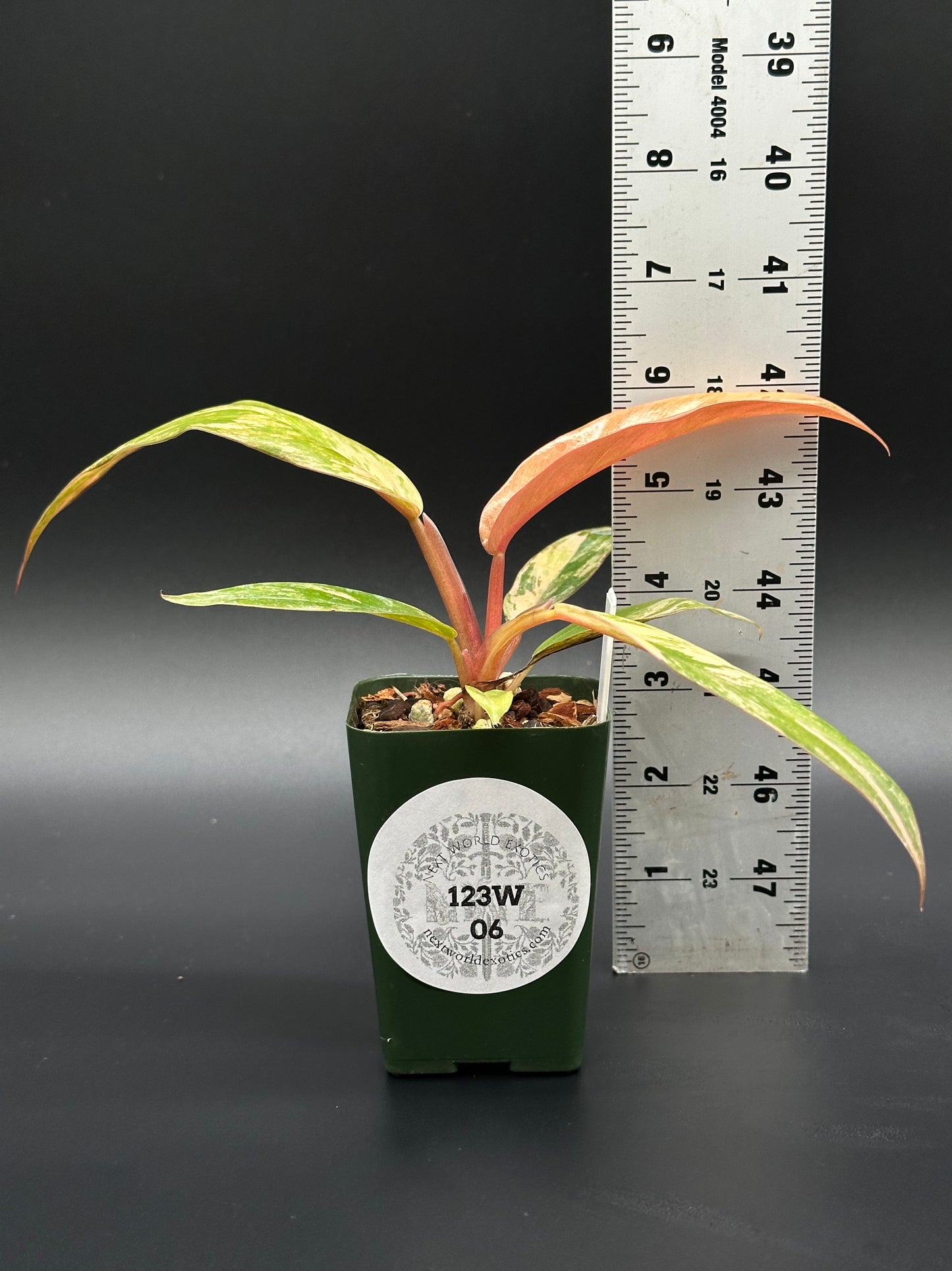 Philodendron 'Caramel Marble' in a 2.5-inch pot, shown with a ruler for scale, highlighting its distinct serrated leaves and variegation patterns.